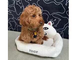 Malý Pelech pro zvíře RIP N DIP Lord Nermal Small Pet Bed RND10047 White